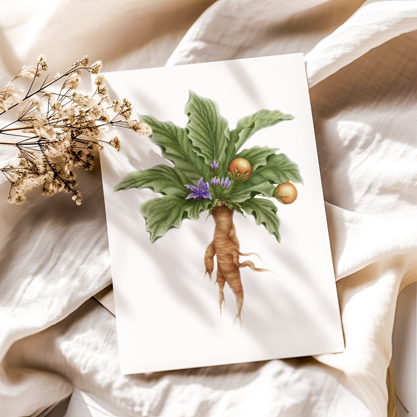 Mandrake Botanical Illustration No. 8 | Fine Art Print