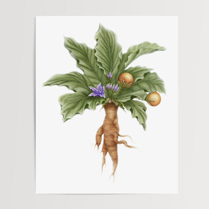 Mandrake Botanical Illustration No. 8 | Fine Art Print