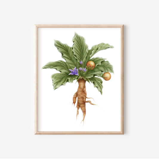 Mandrake Botanical Illustration No. 8 | Fine Art Print