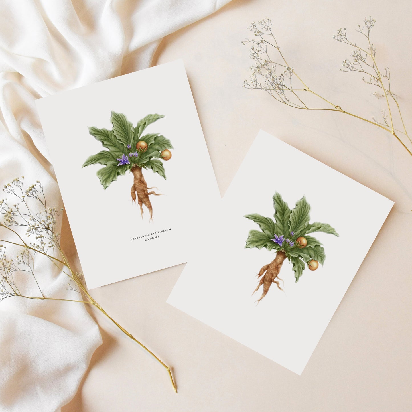 Mandrake Greeting Card