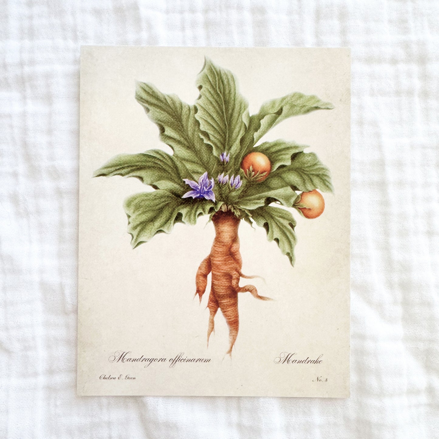 Mandrake Postcard