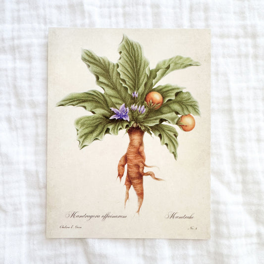Mandrake Postcard