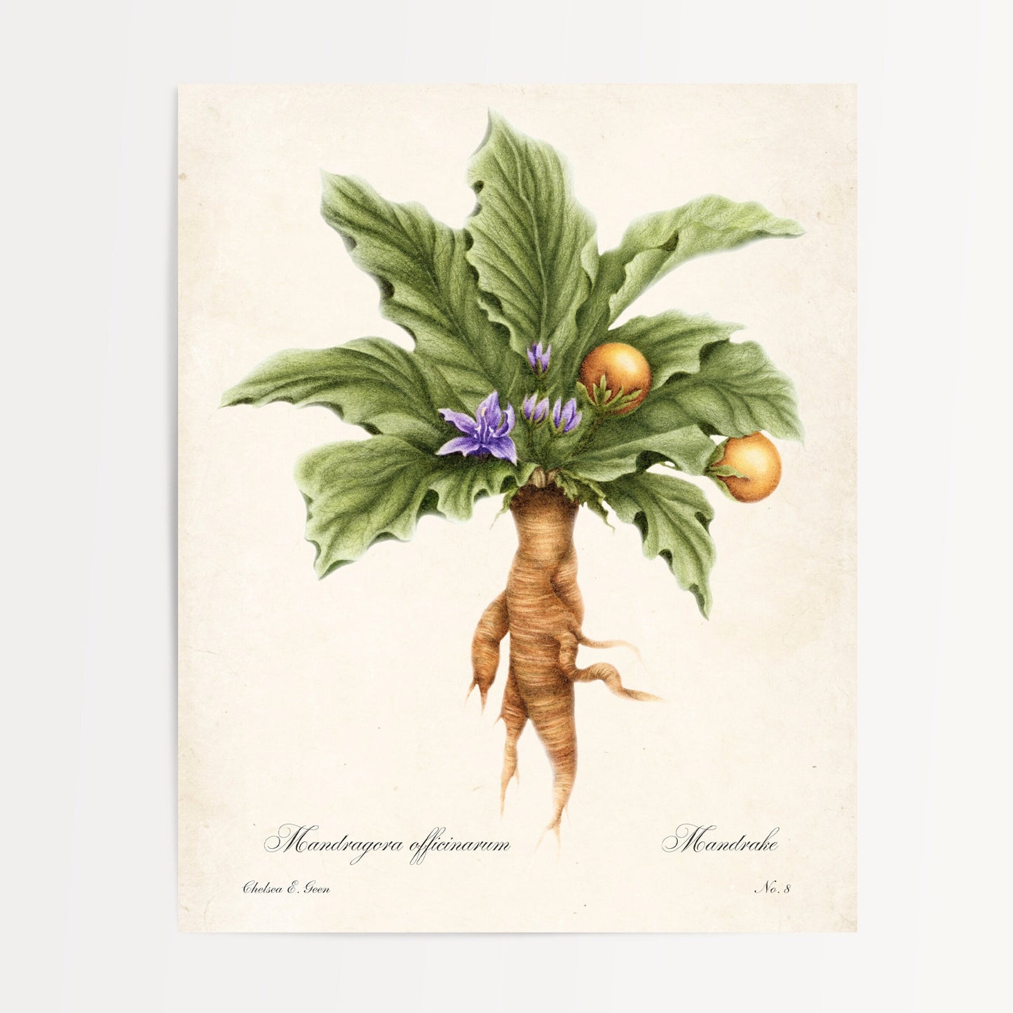 Mandrake Postcard