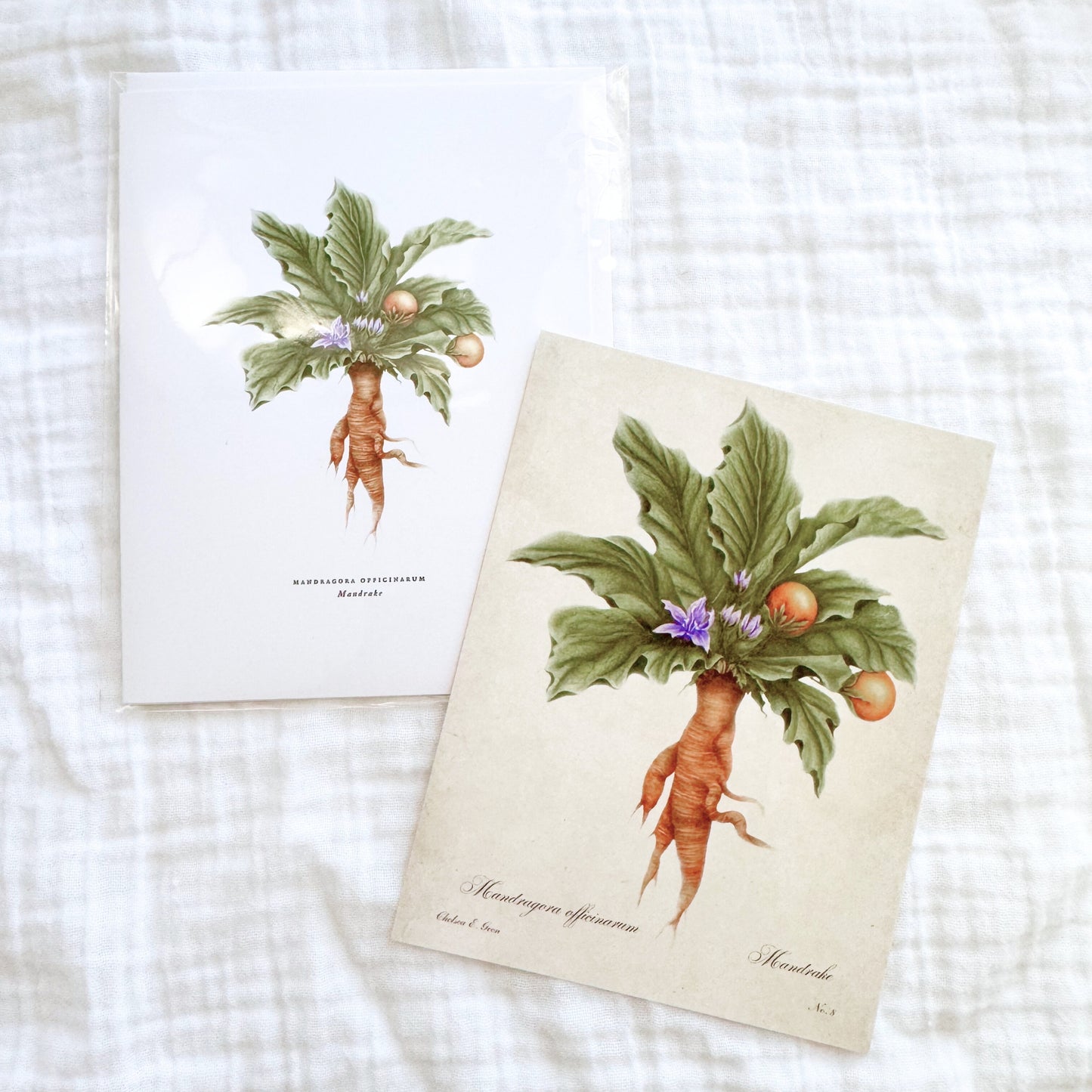 Mandrake Postcard