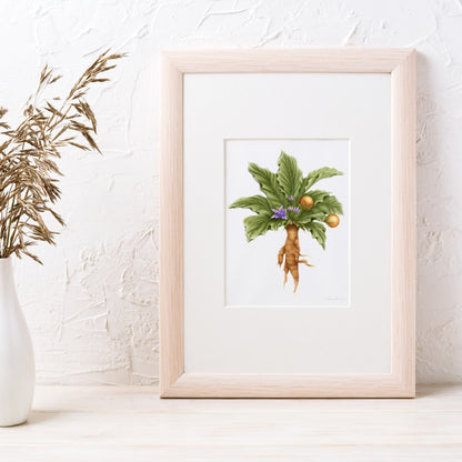 Mandrake Botanical Illustration No. 8 | Fine Art Print