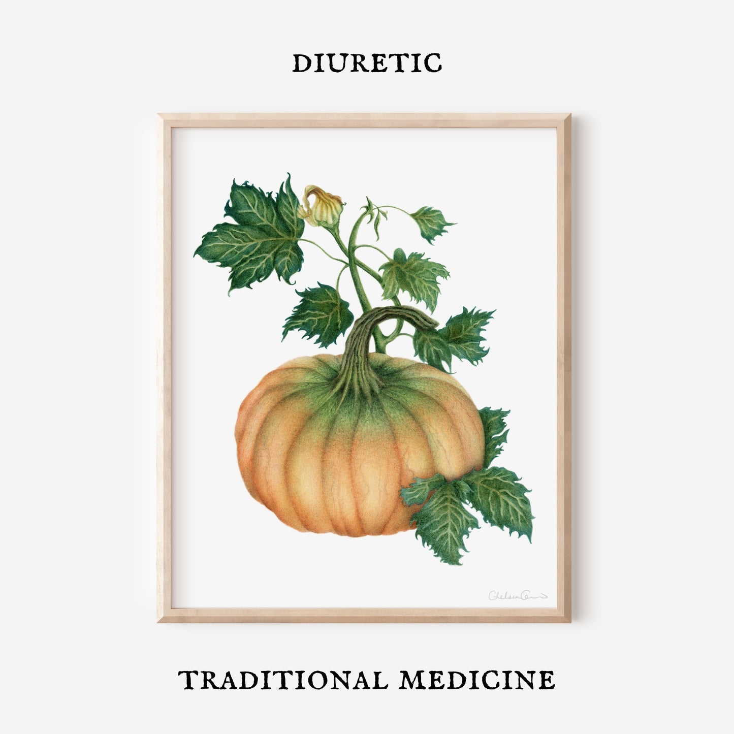 Pumpkin Botanical Illustration No. 7 | Fine Art Print