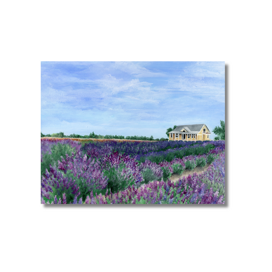 Lavender Fields Forever Postcard