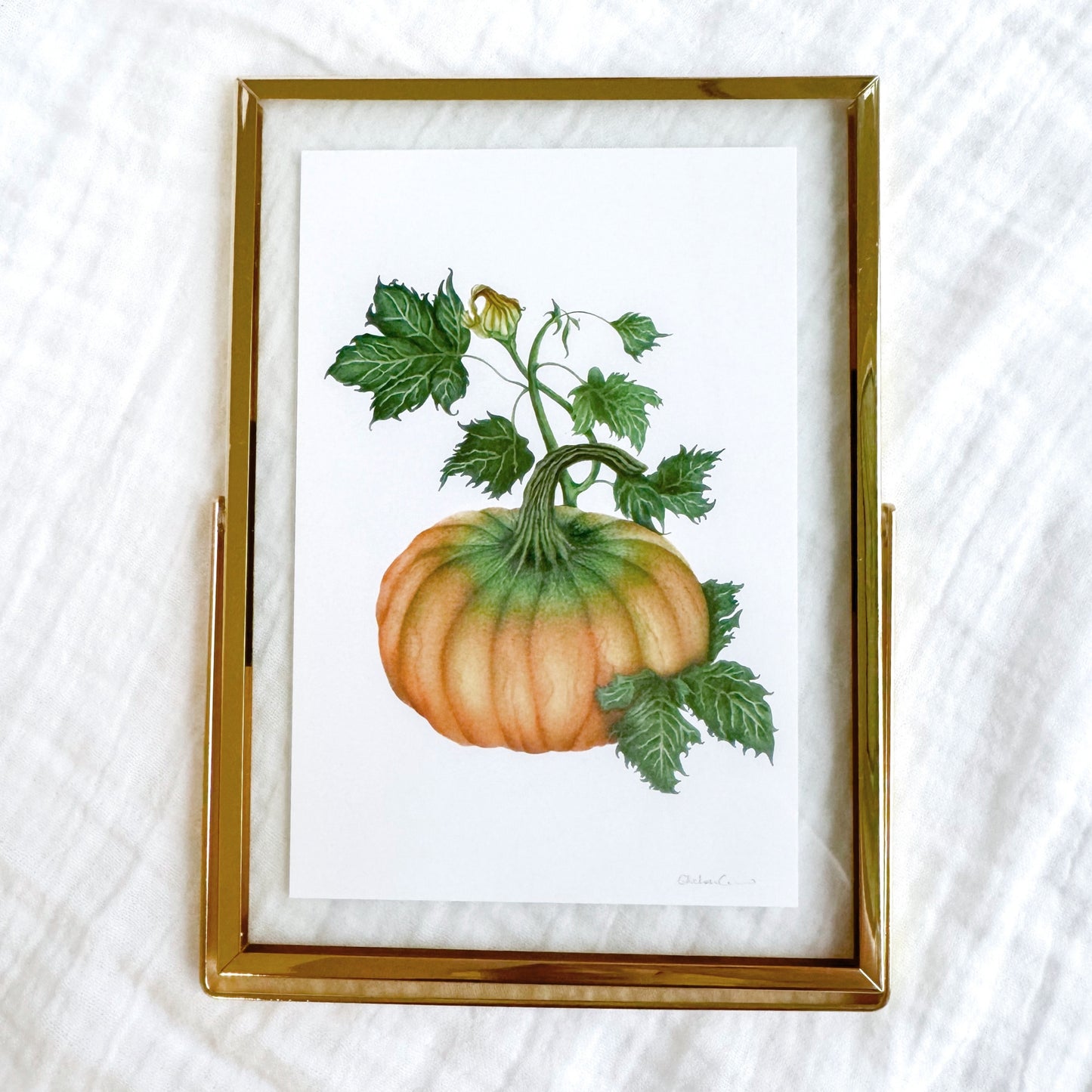Pumpkin Botanical Illustration Fine Art Print, 4x6 | Framed