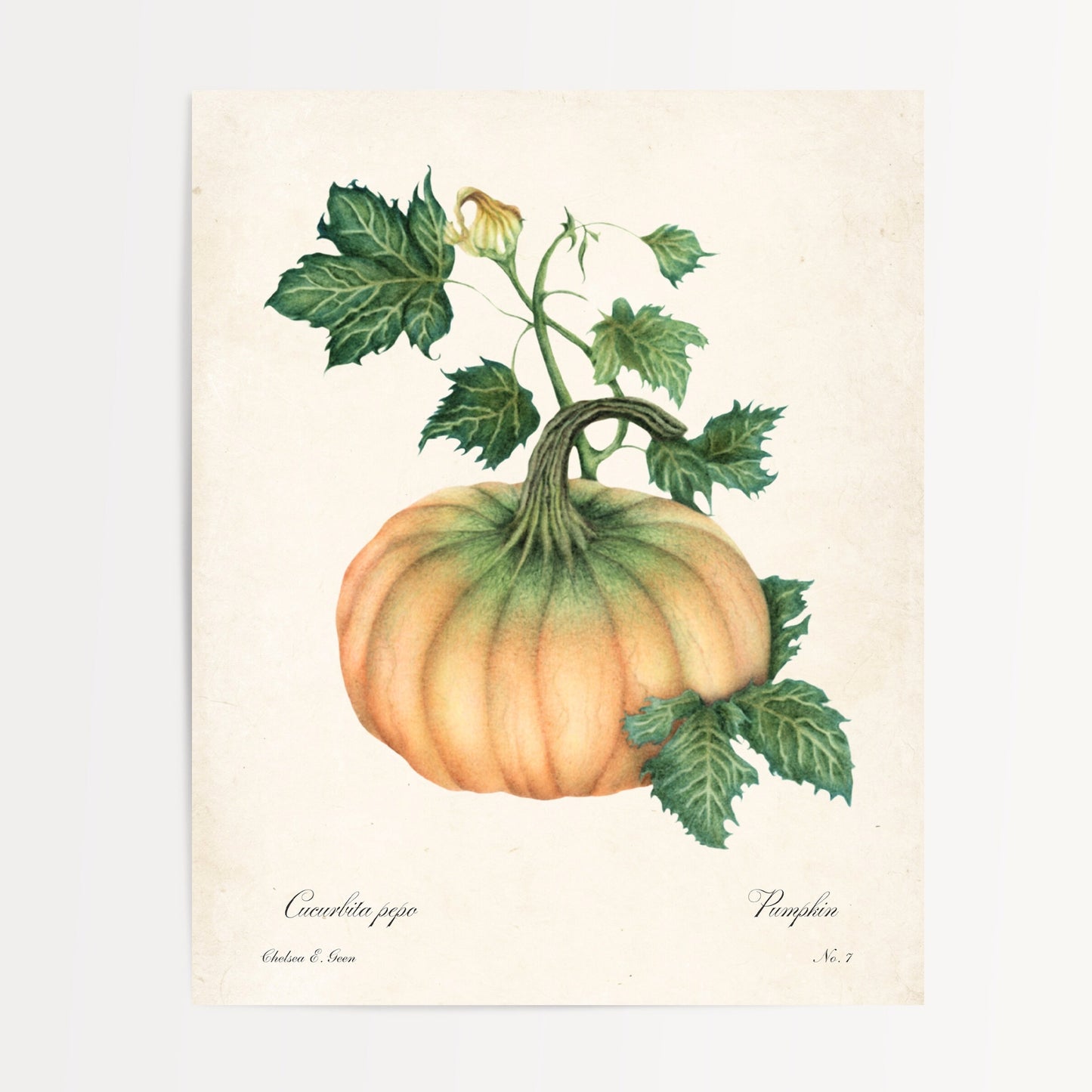 Pumpkin Postcard
