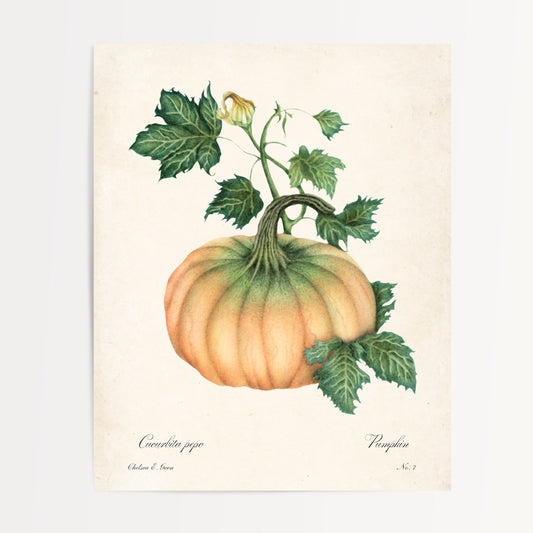 Pumpkin Postcard