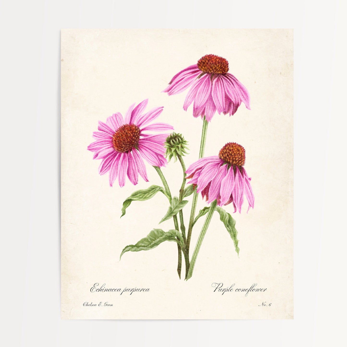 Purple Coneflower Postcard