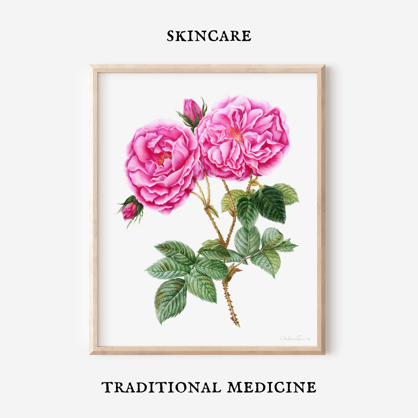 Rose Botanical Illustration No. 1 | Fine Art Print