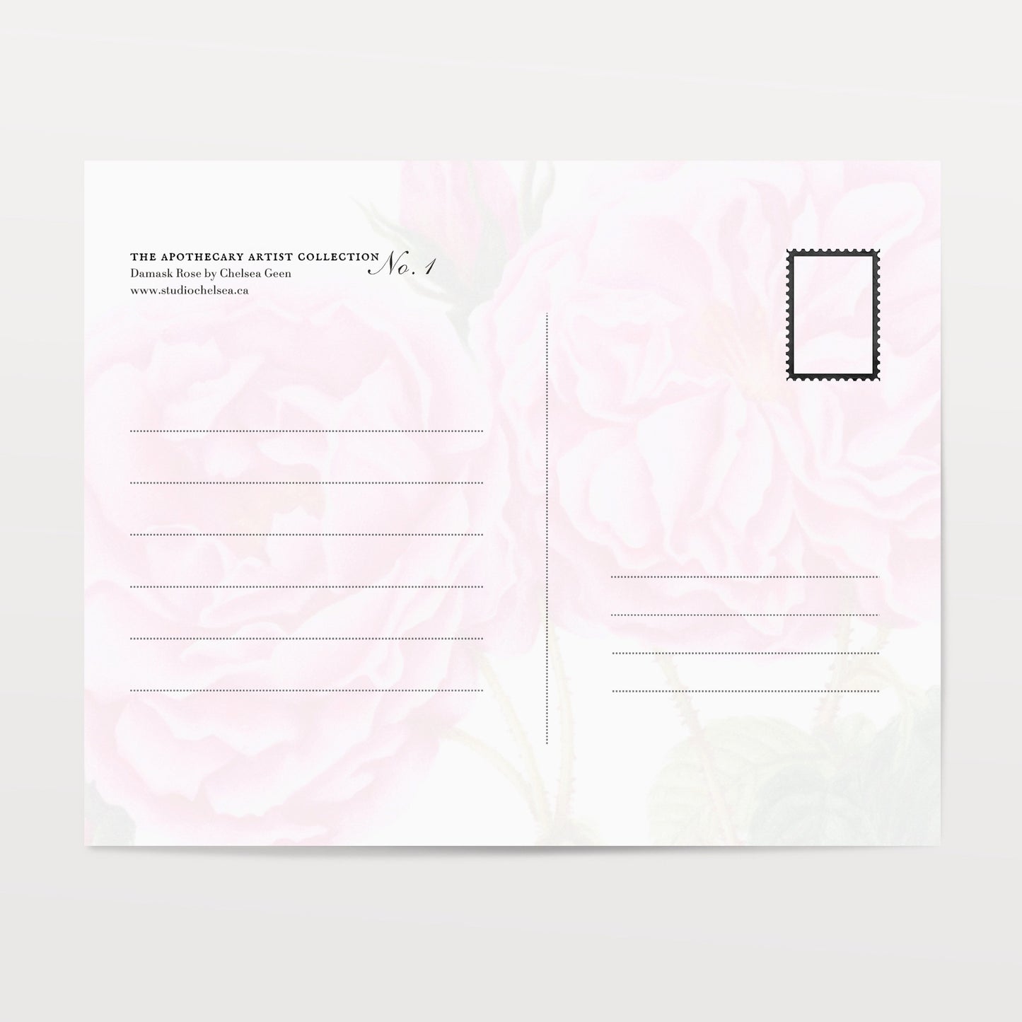 Rose Postcard
