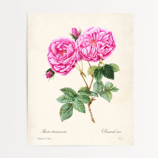 Rose Postcard